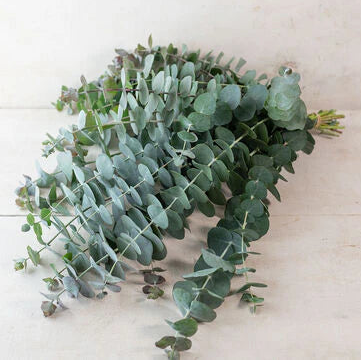 Baby Blue Eucalyptus