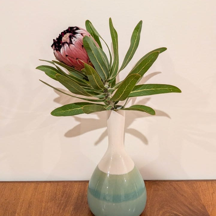 Pink Mink Protea