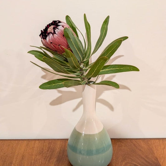 Pink Mink Protea