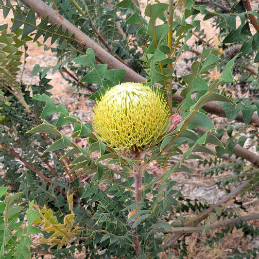 Birds Nest Banksia