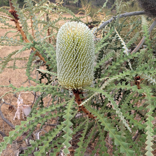 Showy Banksia